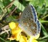 Polyommatus bellargus